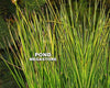 Golden Swords, EVERGREEN! <br> (Baumea Rubig Var.) <br> Variegated Striped Rush<br>Available Now