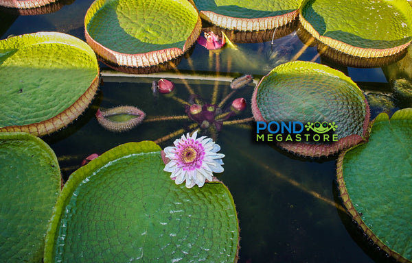 GIANT VICTORIA WATERLILY <br> *Advanced Waterlily Growers! <br> Will ship late May into June 2026