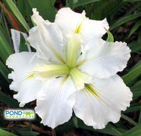 Waihi Wedding White Iris