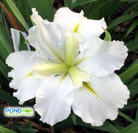 Waihi Wedding White, Louisiana Iris