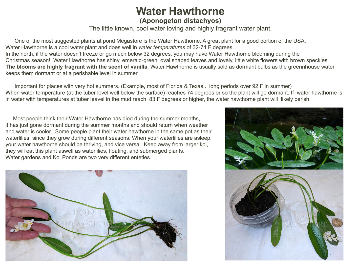 WATER HAWTHORN<br> LIVE PLANTS! Not bulbs!<br> Cool water loving plant <br> Blooms early fall to late spring! - pondmegastore