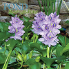 Water Hyacinth<br>Floating Pond Plants on Sale!