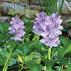 Water Hyacinth<br> Floating Pond Plants