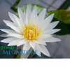 Innocence Water Lily<br>White & Very Fragrant!