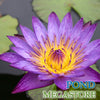 Lindsey Woods Water Lily <br> Very Fragrant