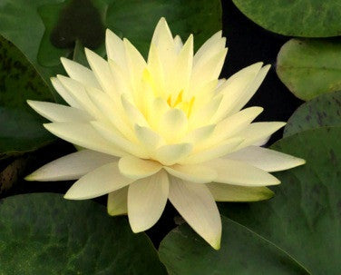 yellow flower water lily Perry's Double Yellow Water Lily