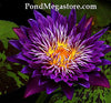 Plum Crazy Annual Water Lily