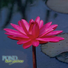 Red Flare Waterlily SALE <br> Medium, Night Bloomer