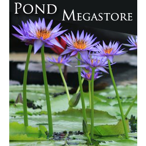 Rhonda Kay Annual Water Lily
