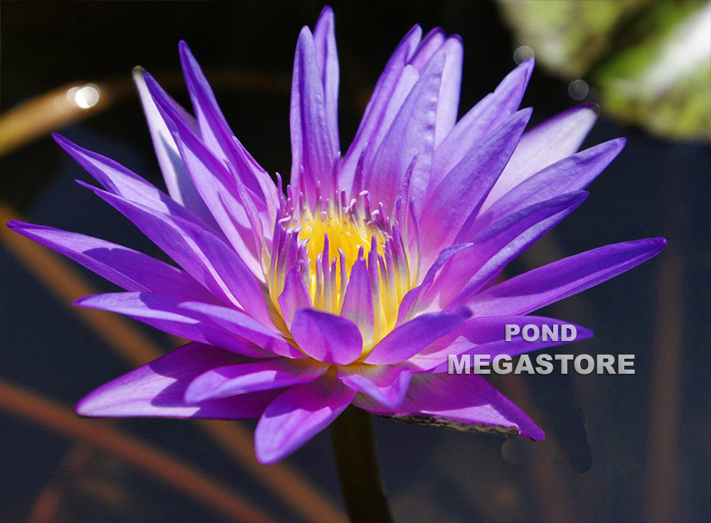 Star Of Zanzibar Water Lily <br> Day blooming <br> Medium-Large Water Lily - pondmegastore