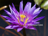 Star Of Zanzibar Water Lily <br> Medium-Large Water Lily