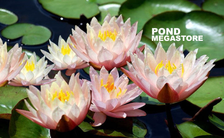 large pink and white lily Sunny Pink Hardy Water Lily