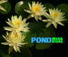 Texas Dawn Hardy Water Lily <br>Top 20 Bloomer!