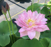 Zhaojun Look Back Shadow Lotus  <br>  Attractive, alluring blooms!