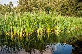 Sweetflag <br>Acorus Calmus <br> Native Herbaceous pond plants