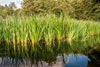 Sweetflag <br>Acorus Calmus <br> Native Herbaceous pond plants