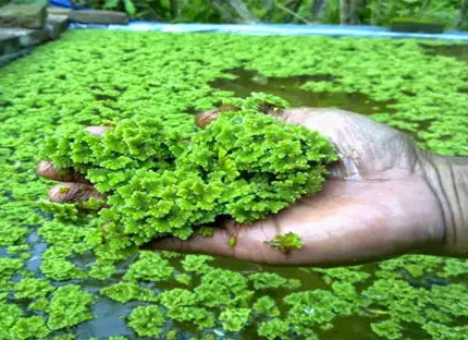 Azolla Caroliniana, Fairy Moss<br> Sold by weight 4oz, Ships April - September