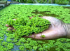 Azolla Caroliniana, Fairy Moss<br> Sold by weight 4oz, Ships April - September