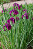 Japanese Variegated Iris, SALE!<br> (Iris Iris kaempferi ‘Variegata')