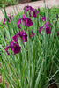 Japanese Variegated Iris<br> (Iris Iris kaempferi ‘Variegata')
