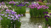 Japanese Variegated Iris<br> (Iris Iris kaempferi ‘Variegata')