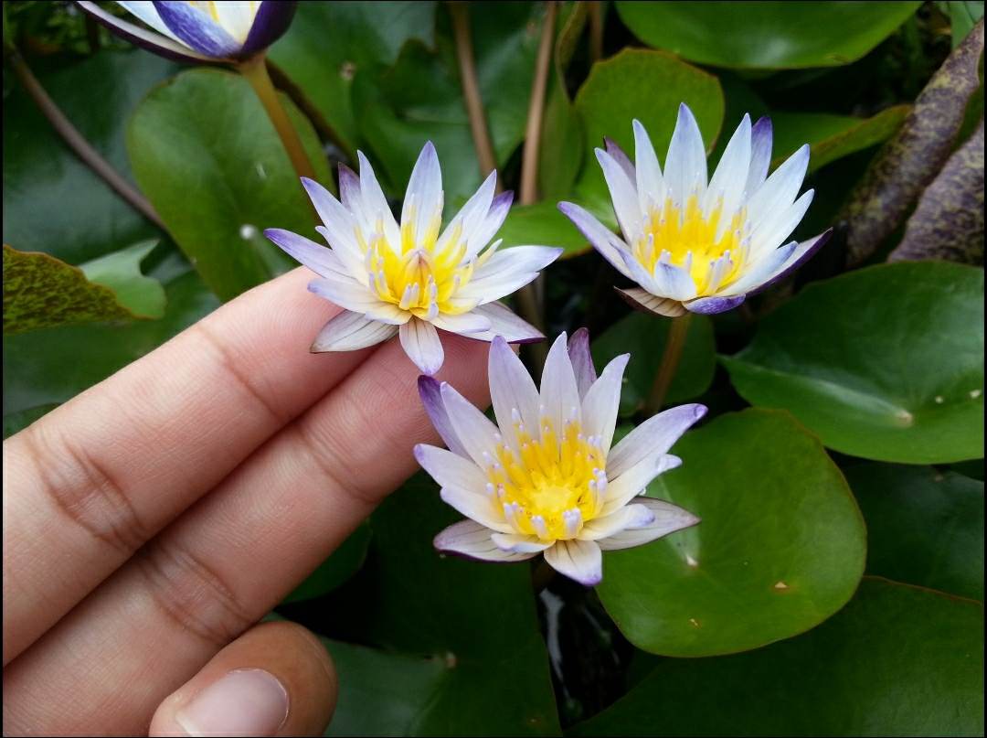 pond lily flower MURASAKI SHIKIBU Annual Water Lily – Pond Megastore