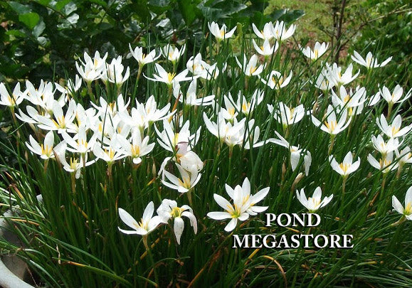 fairy lily white White Bog Amaryllis 'Zephyr Lilies' Pond Plants – Pond Megastore