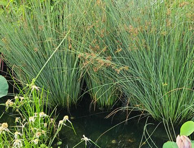 Cattails, Reeds, Rushes, & Grasses