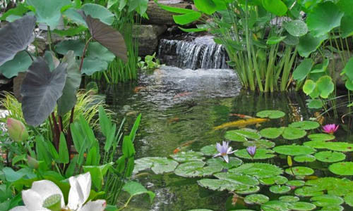 Creating a Pond Ecosystem