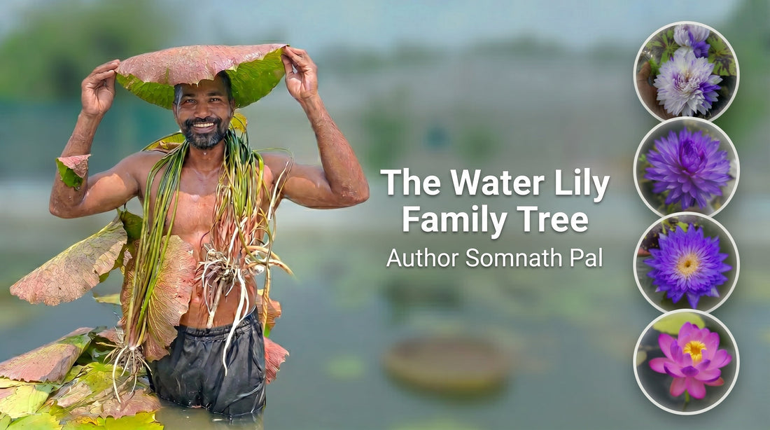 Somnath Pal, water lily expert and hybridizer