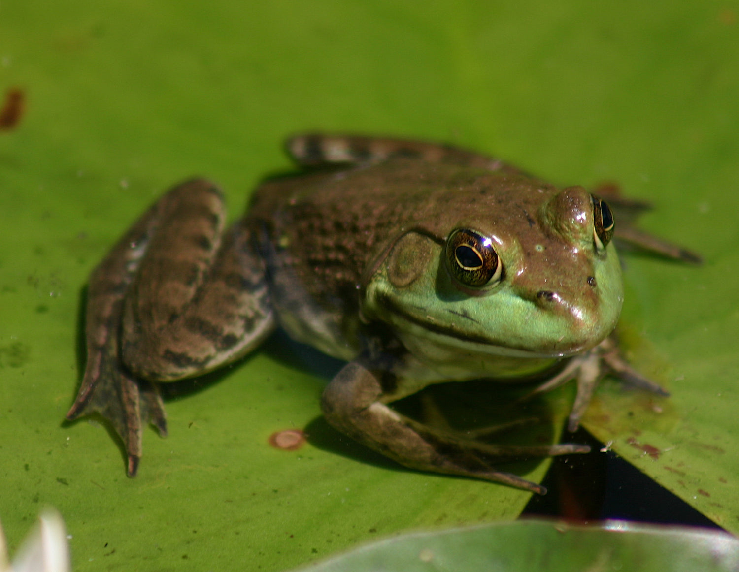 Buy Tadpoles and Pond Snails