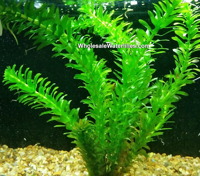 Floating & Submerged Pond Plants