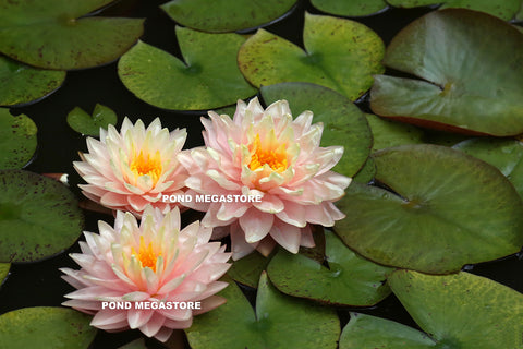 All Waterlilies For Sale