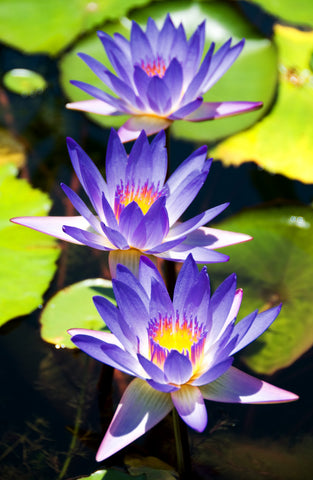Annual Water Lilies
