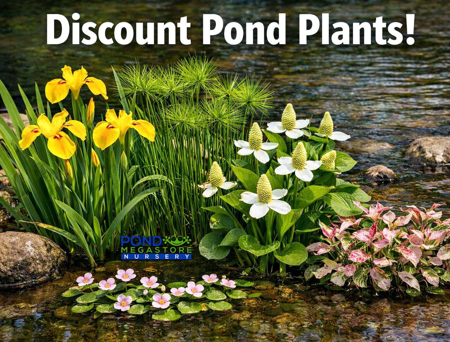 Pond Plants Discounted and on Sale!