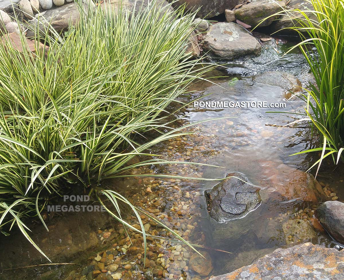 Shelf Pond Plants, Bog Plants, Shallow water aquatic plants