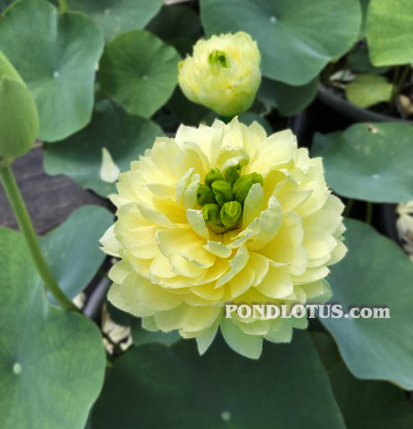 Yellow or Green Lotus for Sale