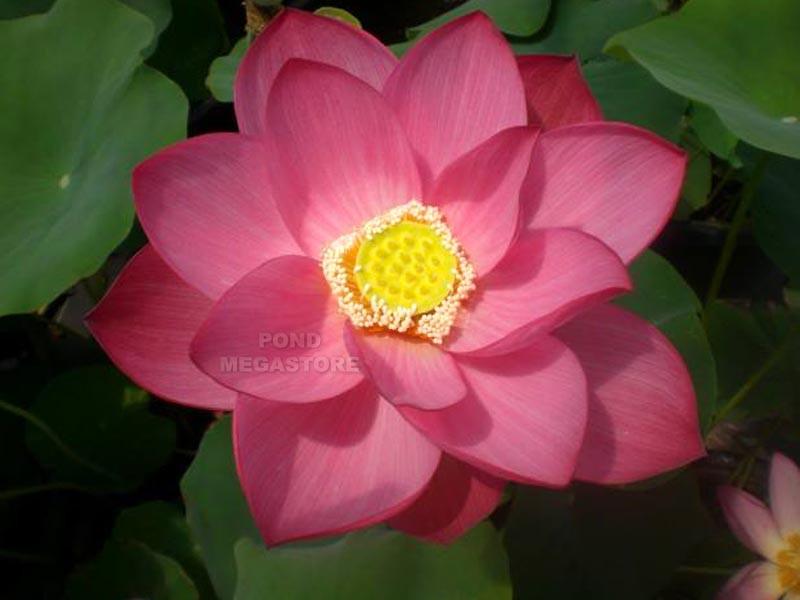 Lotus Plants / Lotus Flowers