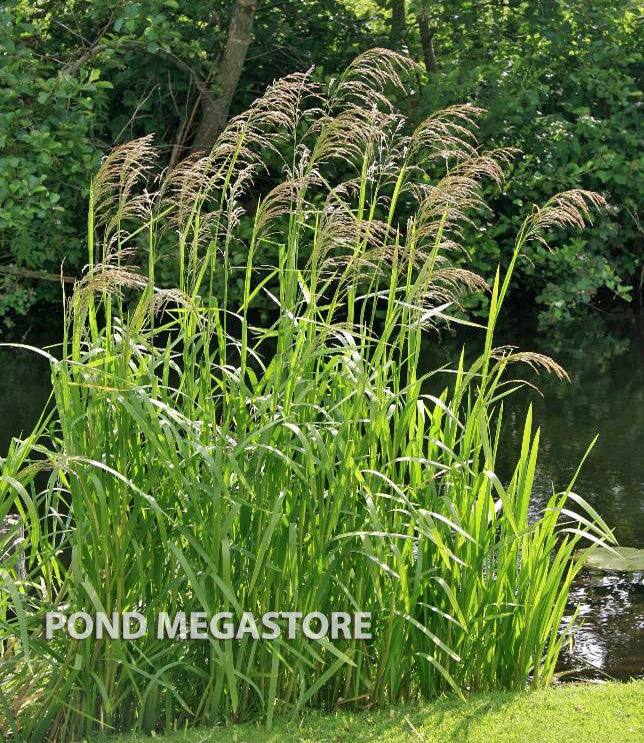 Pond Plants: Cattails Reeds Rushes