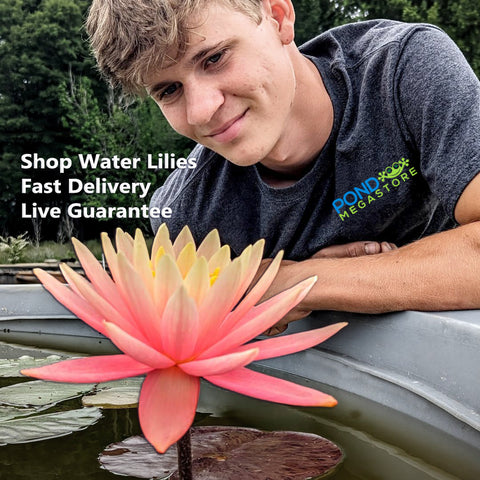 Pond Plants: Easy Choices for Beginners