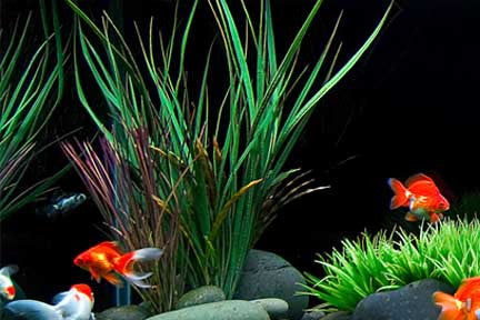 Oxygenating Pond Plants, Anacharis, Hornwort, Vallisneria