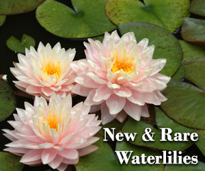 Waterlilies for Earthen natural ponds