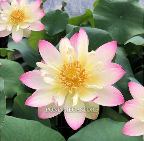 Exquisite of Bowl Lotus for Sale