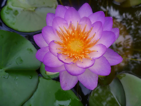 Purple Hardy Water Lilies for Sale