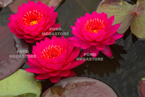 Water Lilies for Natural & Earth Bottom Ponds