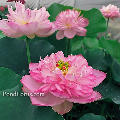 Pink Lotus Flowers for Sale
