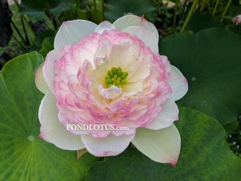 Versicolor/Changeable Lotus Flowers for Sale