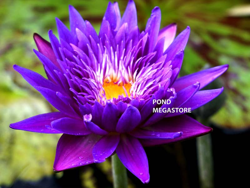 Champion Waterlilies