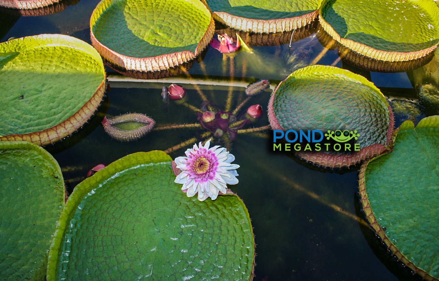 RARE & NEW <b>WATERLILY & LOTUS