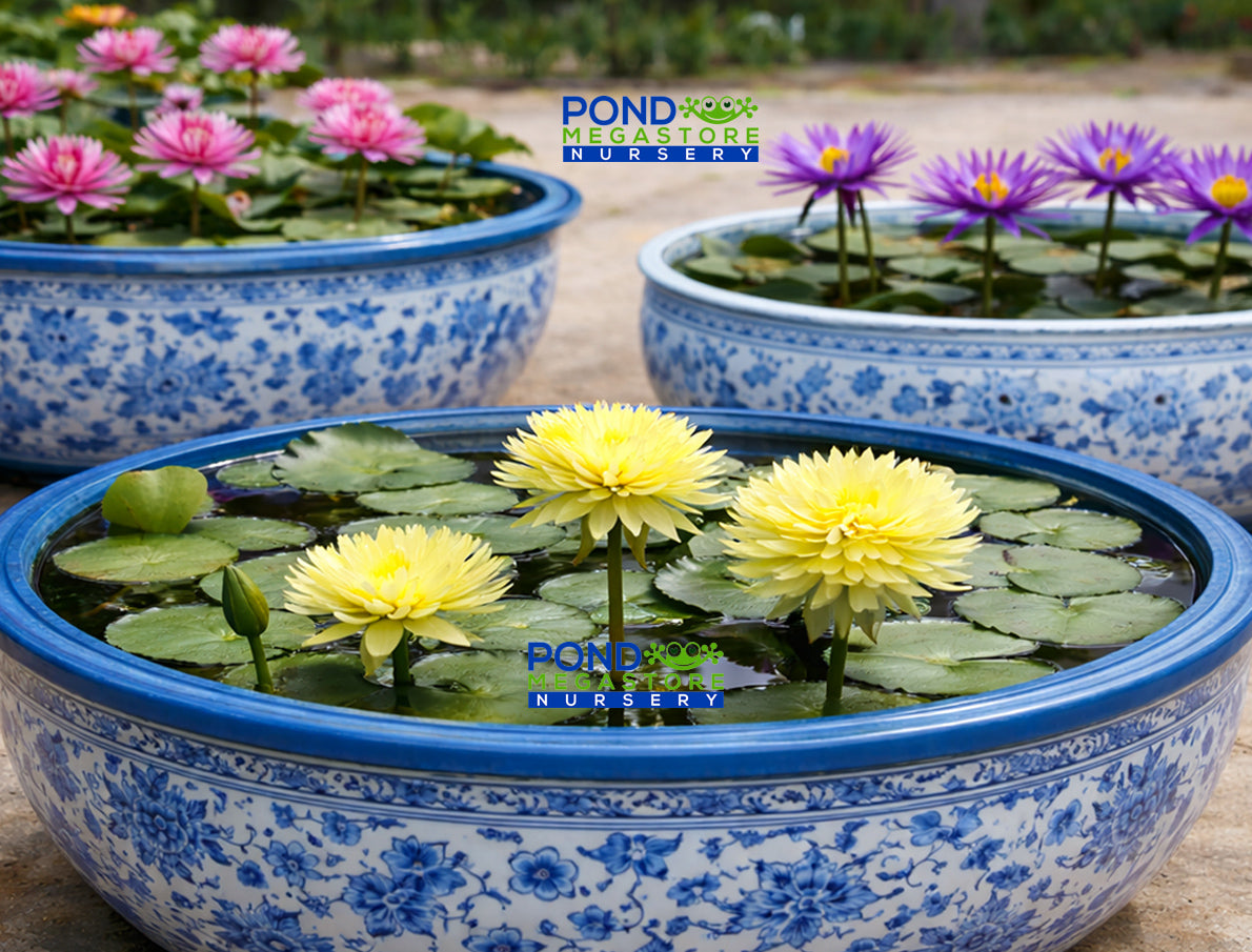 Water Lilies for Tubs & Containers